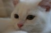 chat0001.JPG